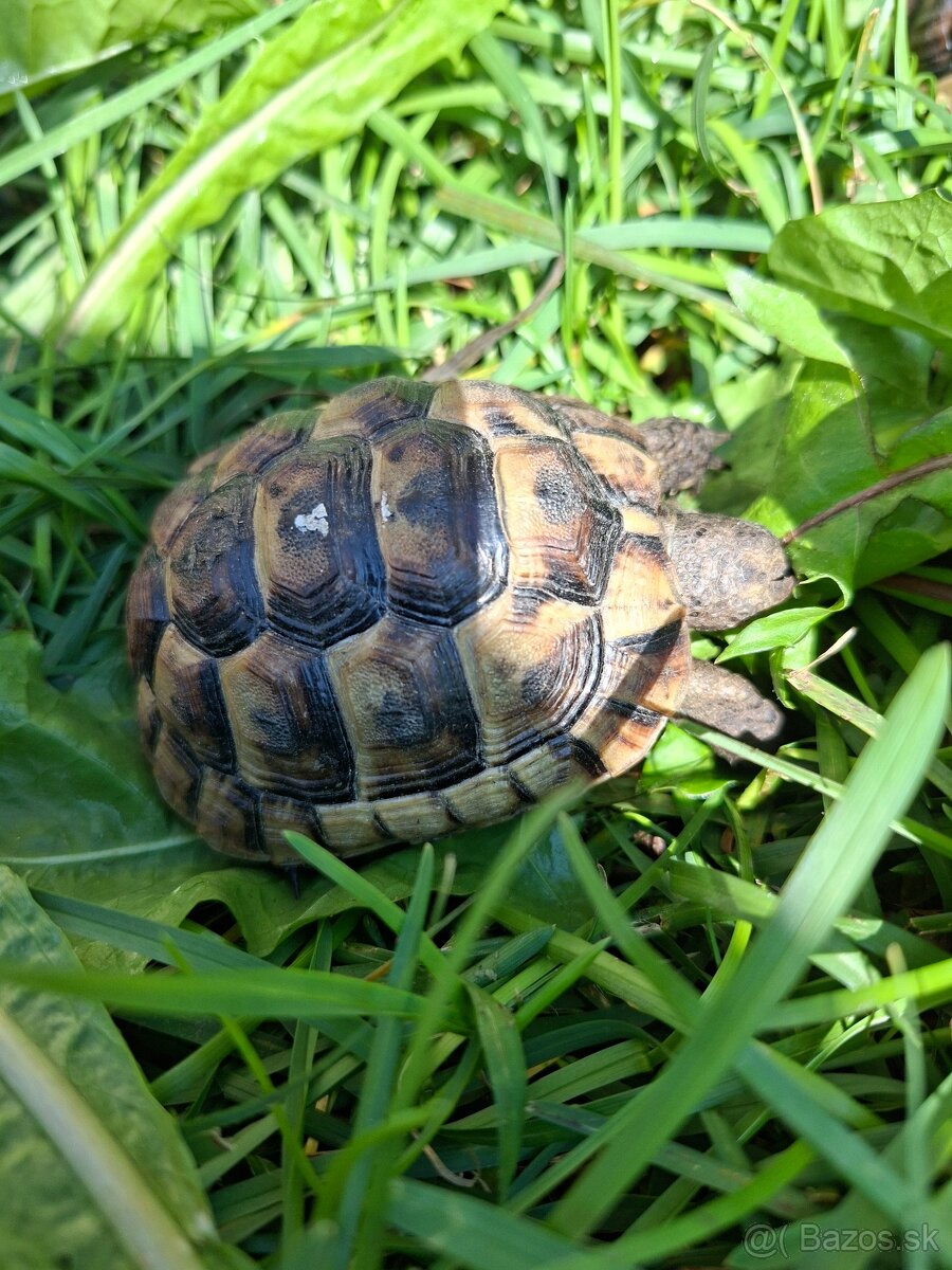 Suchozemská korytnačka - 2