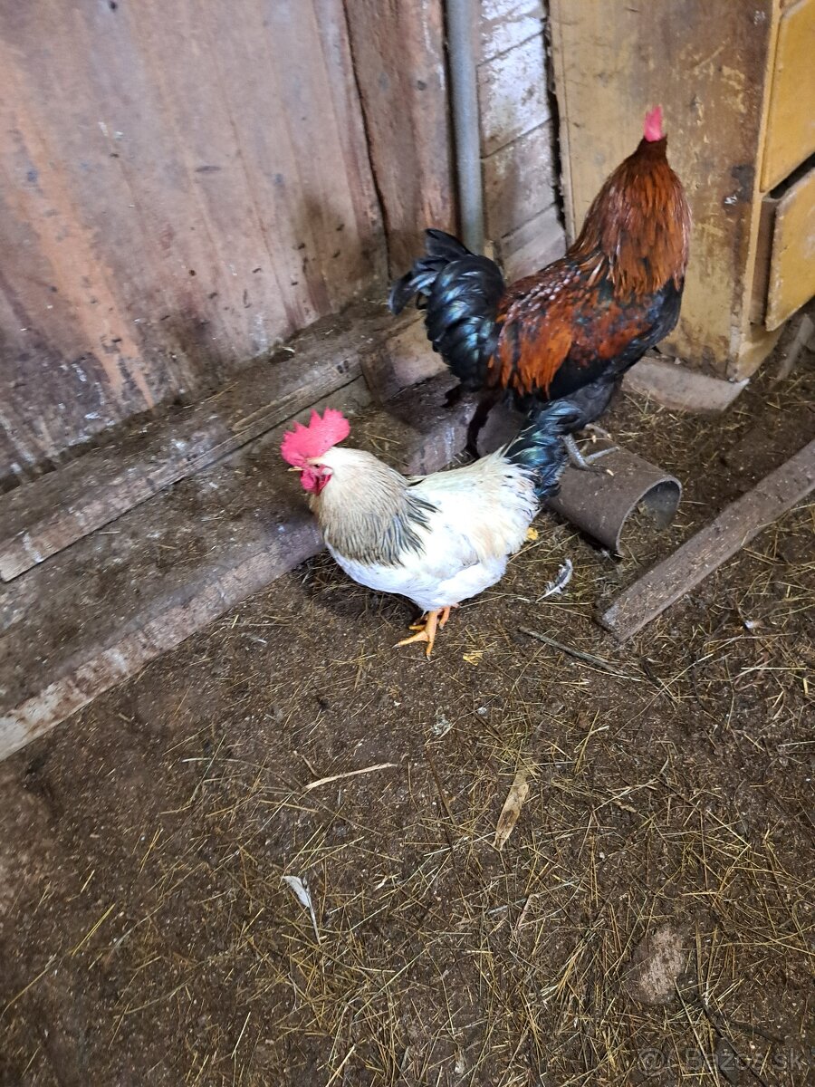Predám kohútov - 2