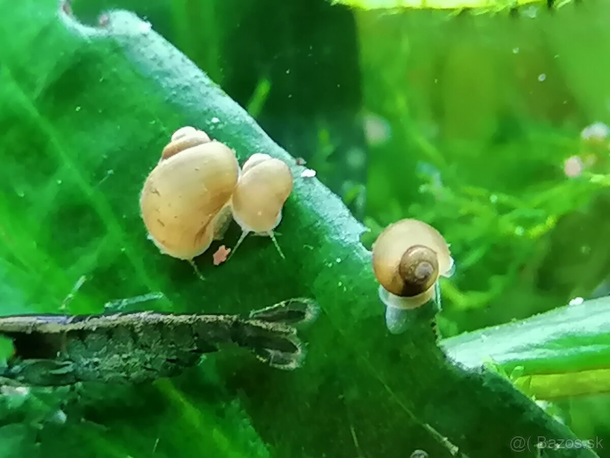 Slimáky Ampularie NM-TN 0,3€ - 2