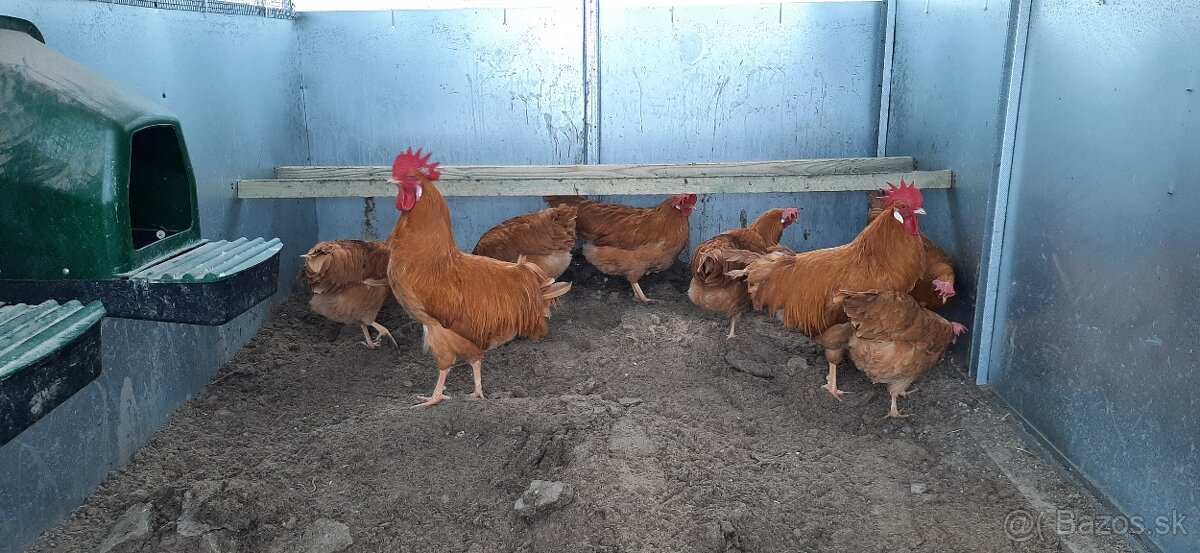 Vlaška Žltá nasadove vajcia - 2