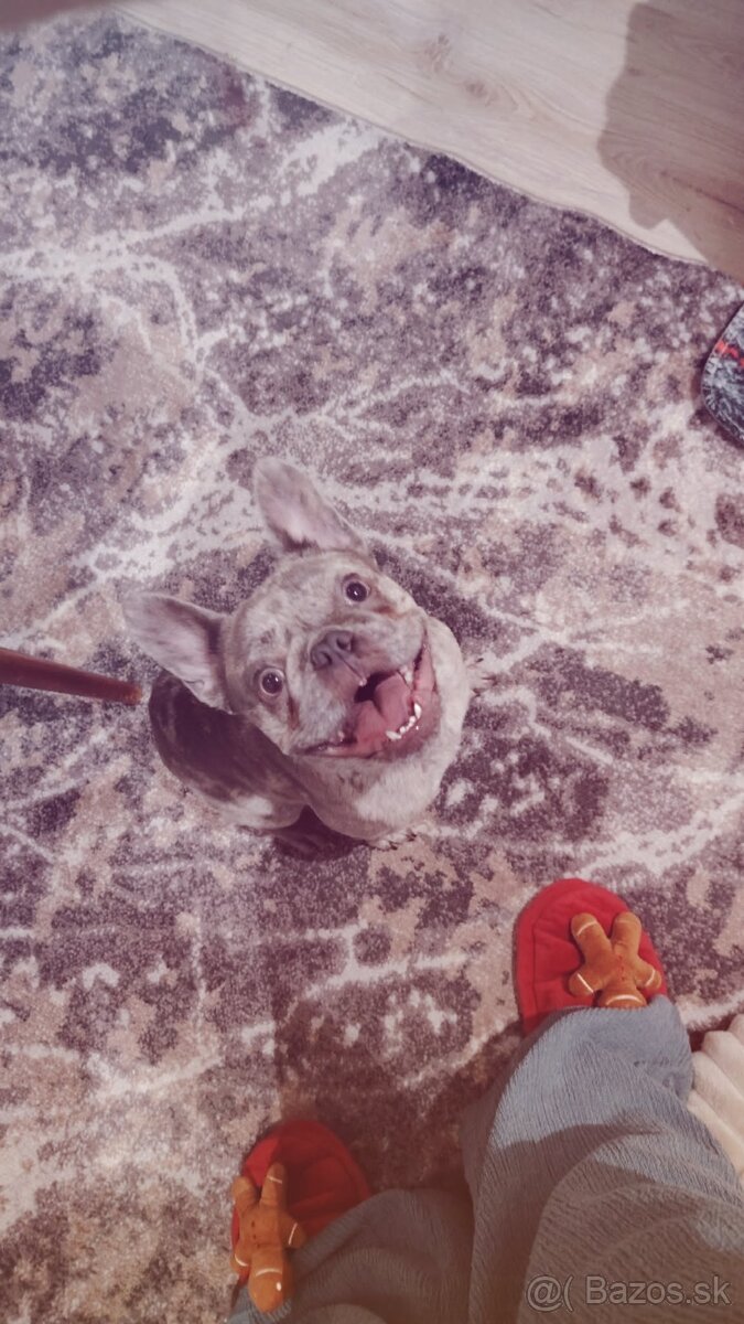 Francúzsky buldoč - 2