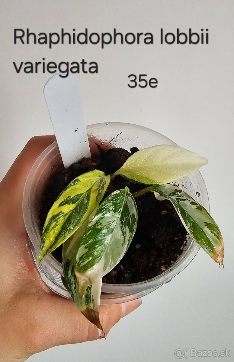 Rhaphidophory - rôzne druhy - 2