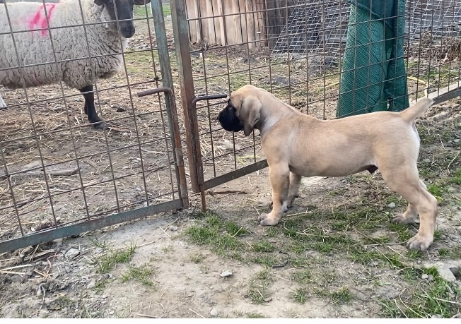 Boerboel štěně FCI pp - 2