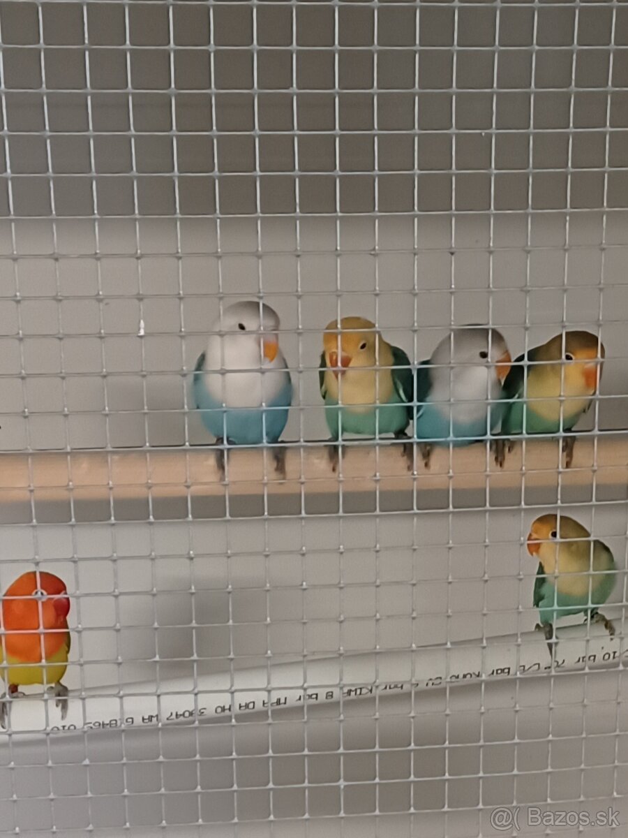 Agapornis fischeri - 2