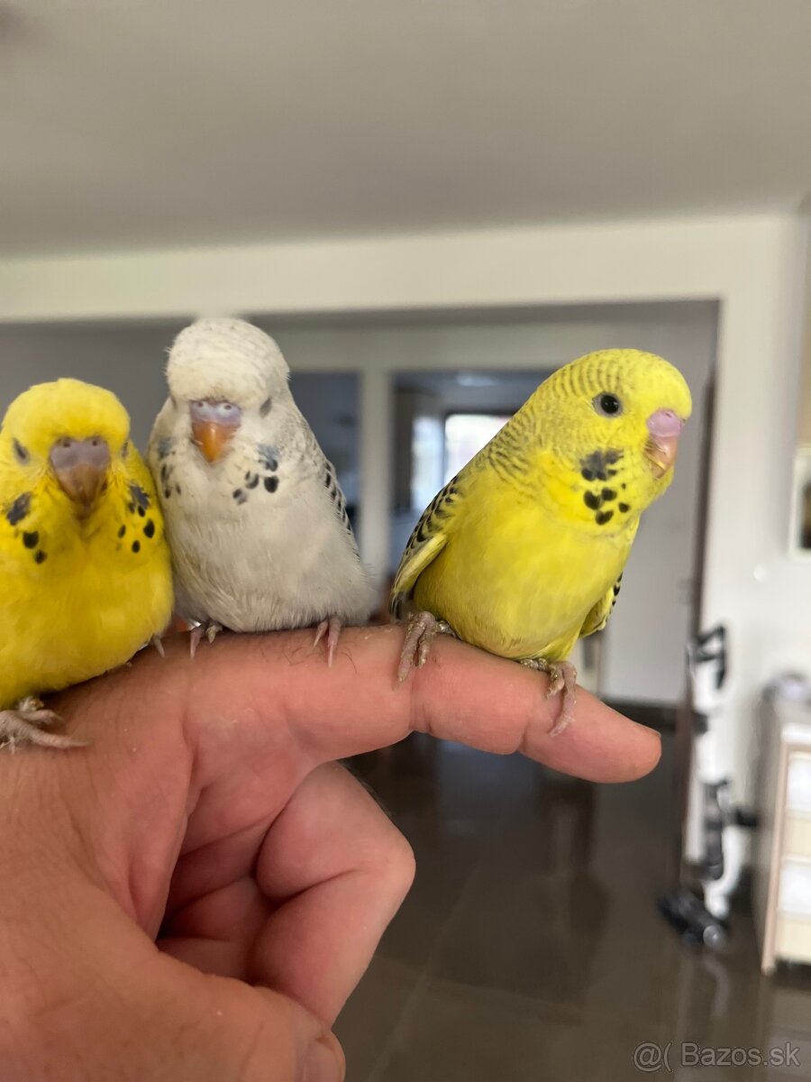 Andulka mlada Maznačik - 2