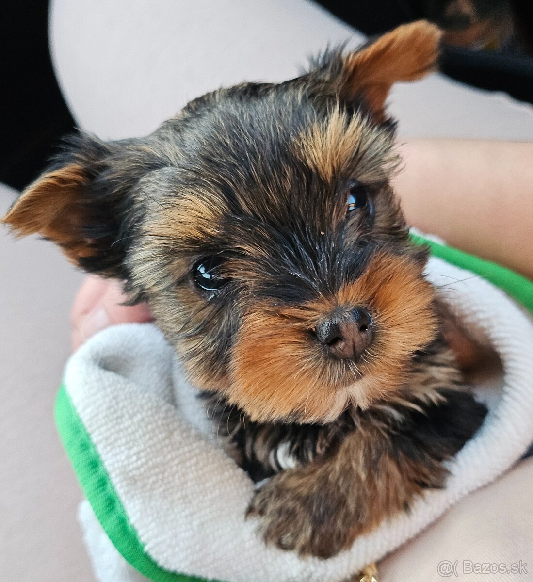 Yorkshirsky terier mini - 2