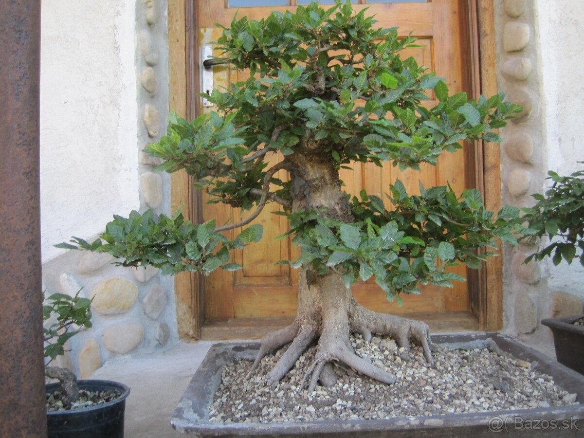 bonsai,bonsaj-hrab 17 - 2