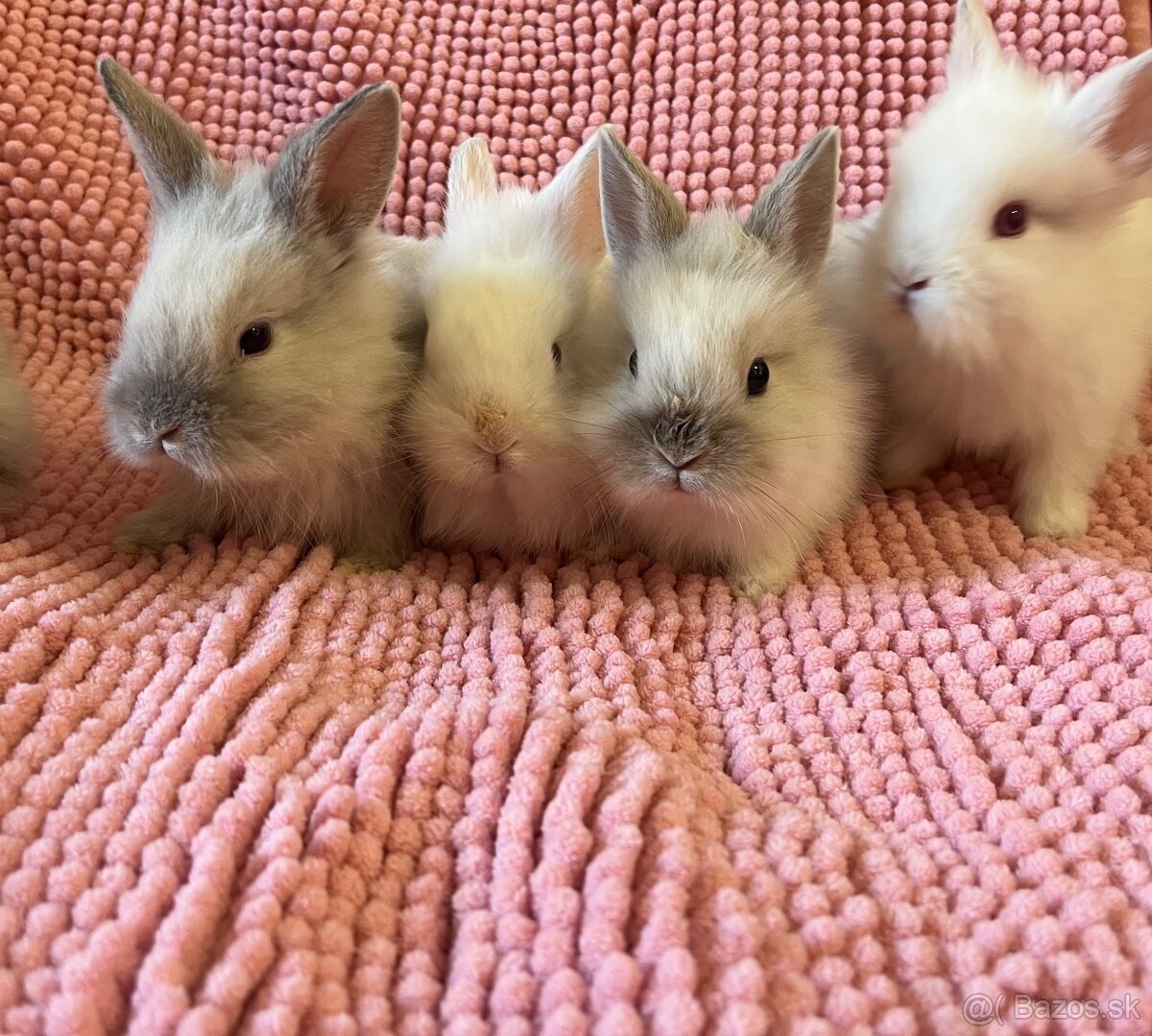 Zakrslé králiky🐰 - 2