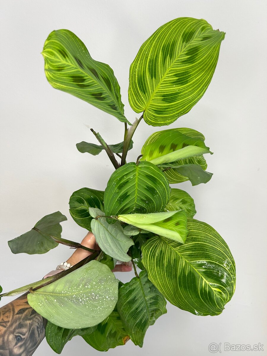 Maranta leuconeura ‘Fantasy’ - 2