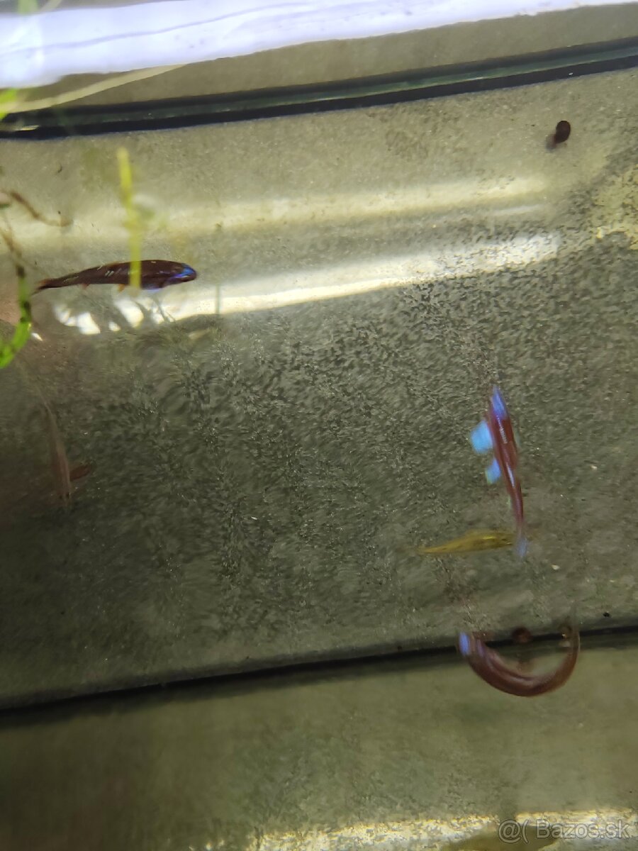 Jalcek dúhový - vhodný aj do jazierka - 2