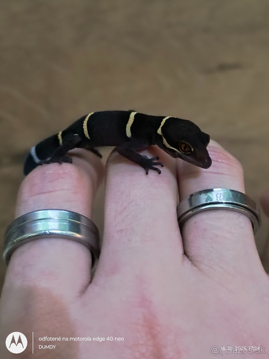 Pagekón riasnaty / Gekončik čínsky (Goniurosaurus hainanensi - 2