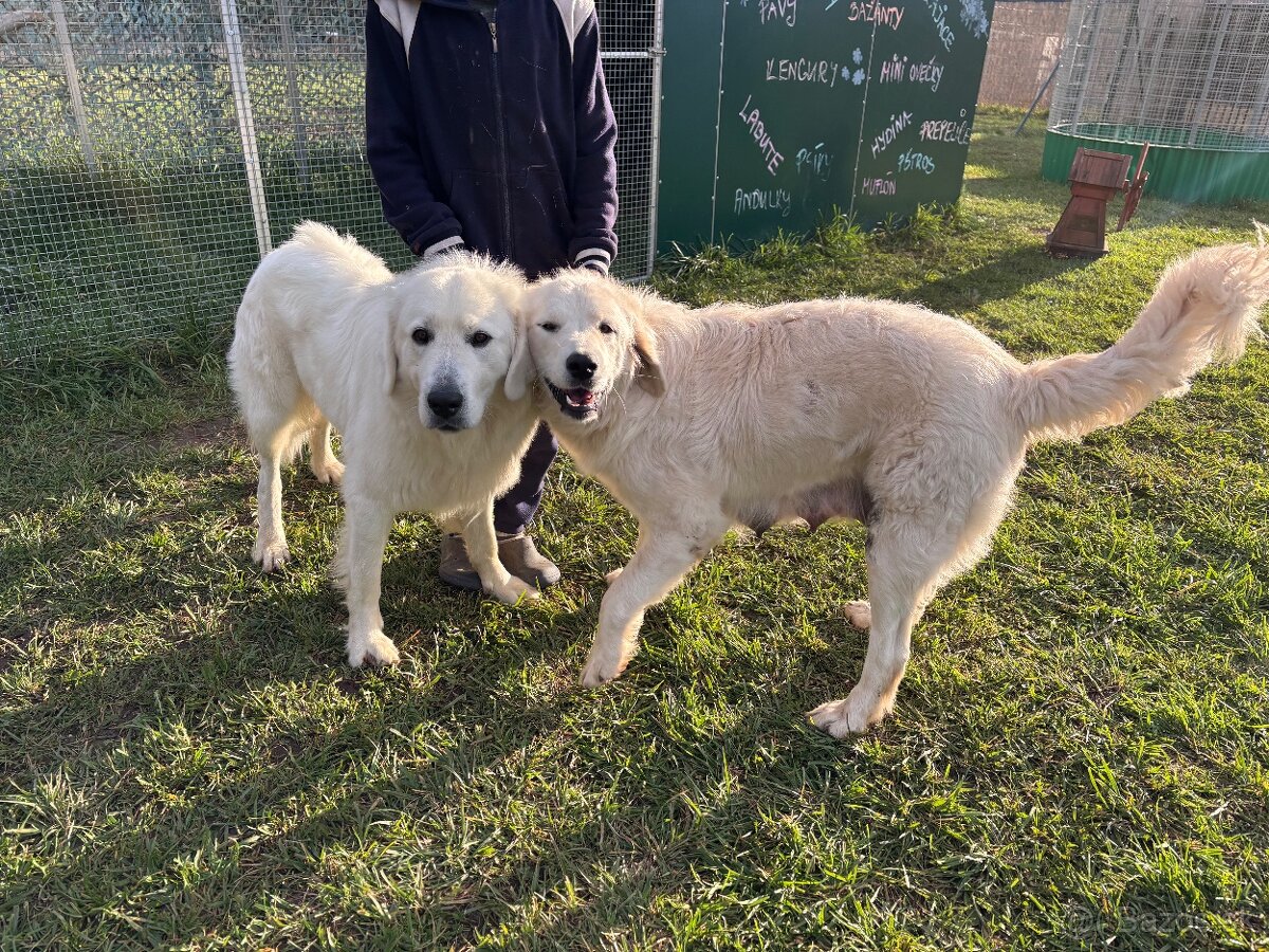 Slovenský čuvač - 2