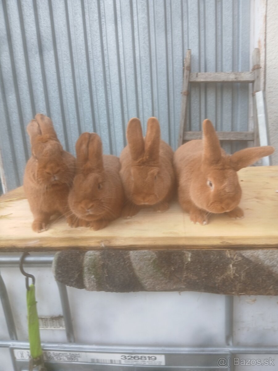 Novozelansky samce a samice - 2