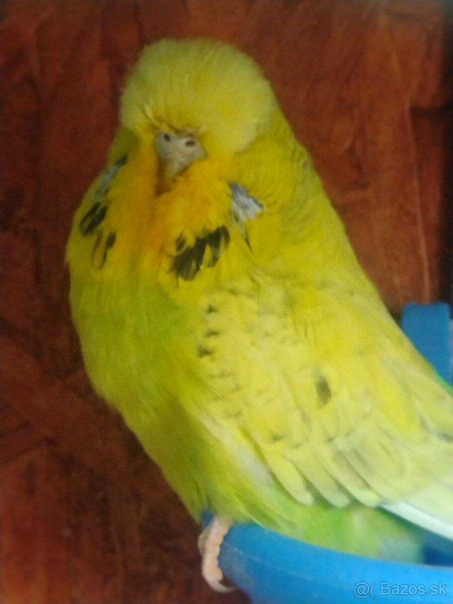 Výstavné andulky - 2