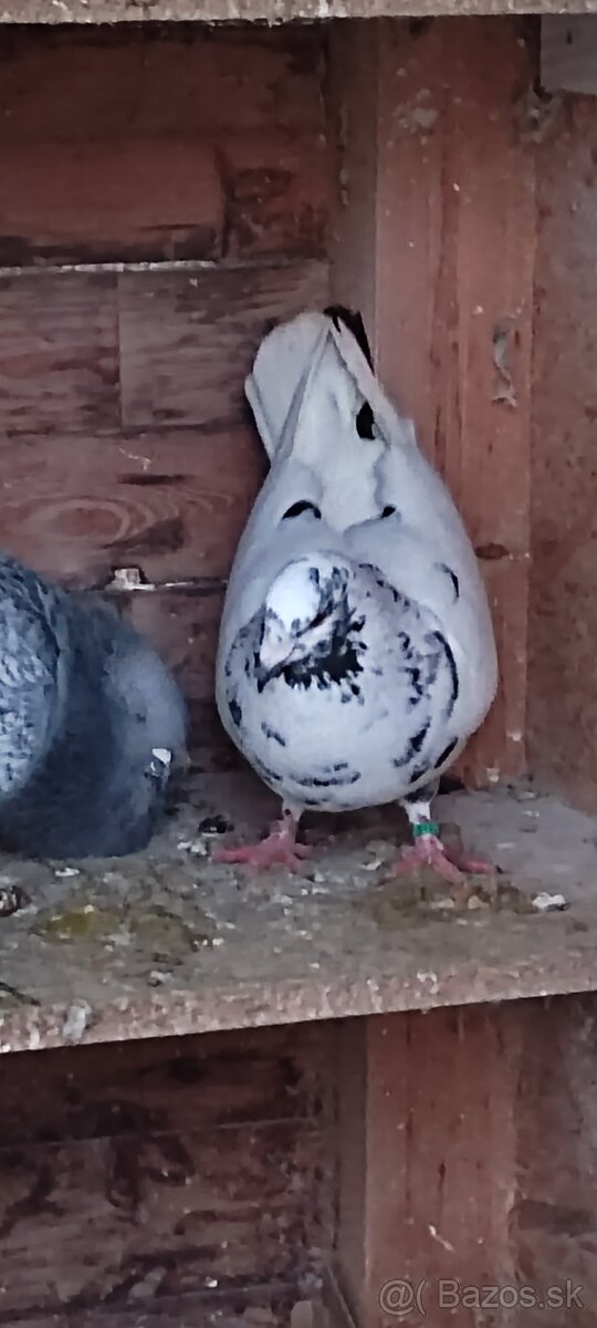 Holuby Piešťanský obor - 2