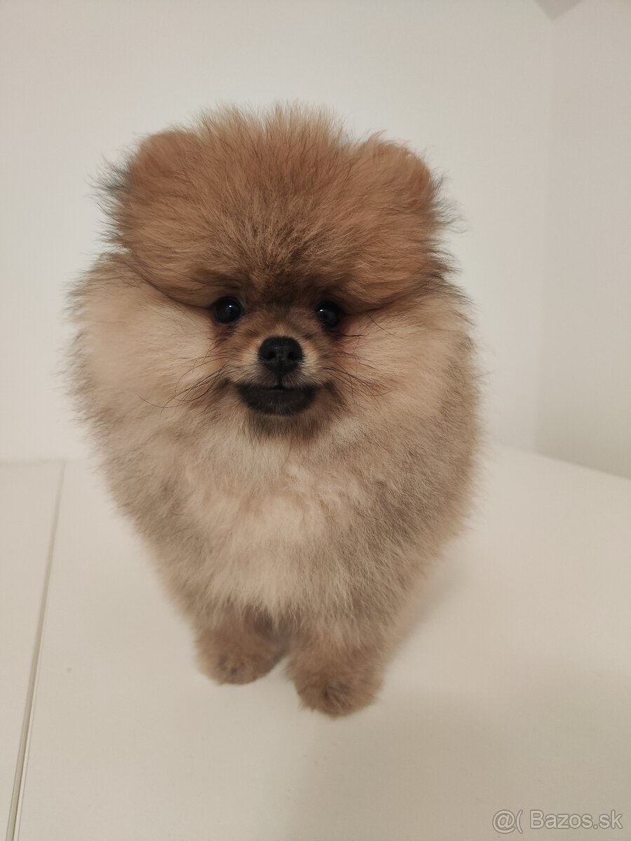 Pomeranian - 2