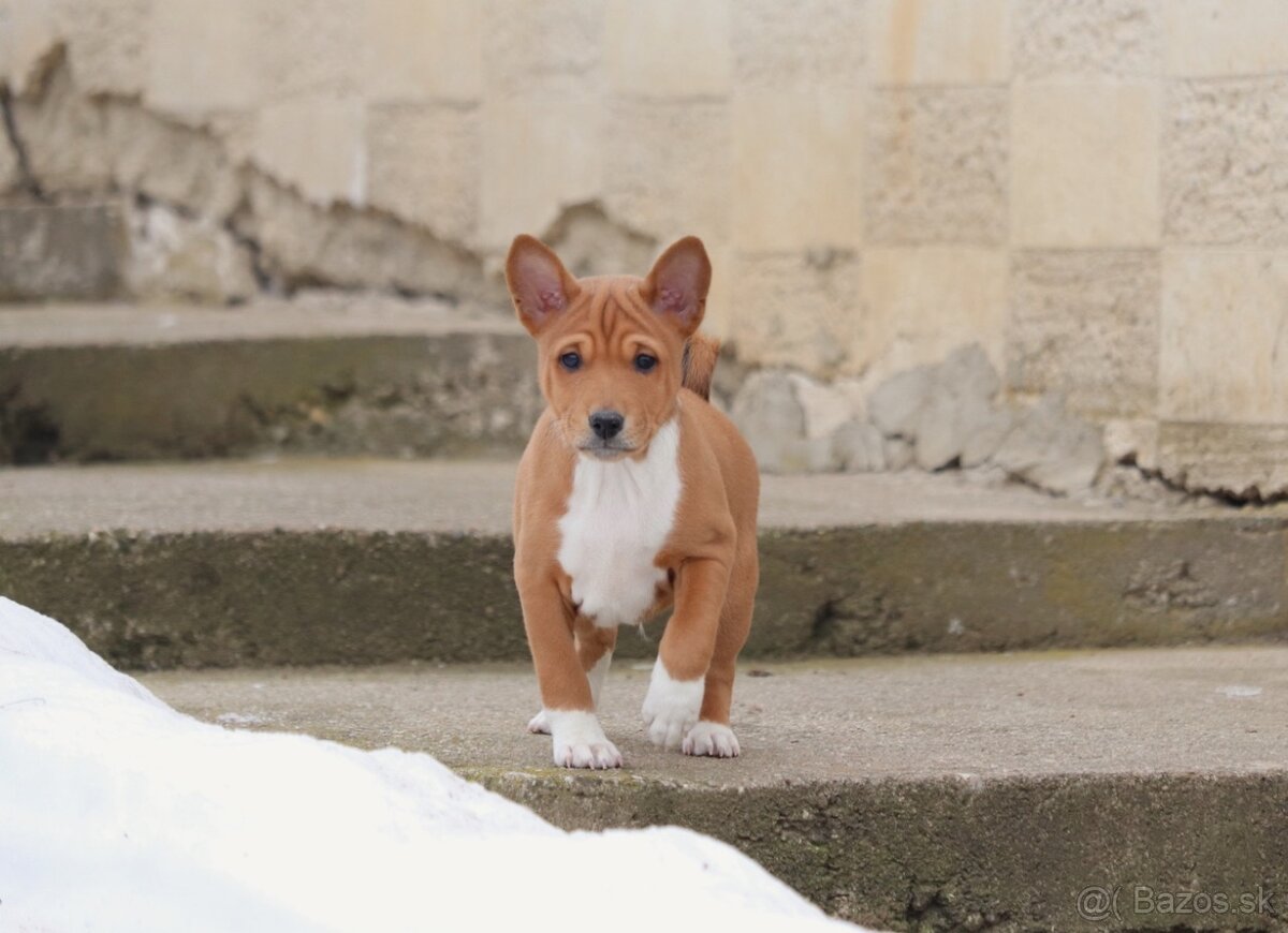 Basenji psík s PP - 2
