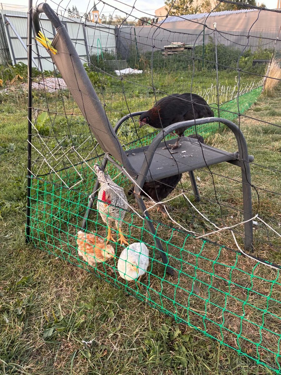 Marans kohútik 3 mesacny - 2