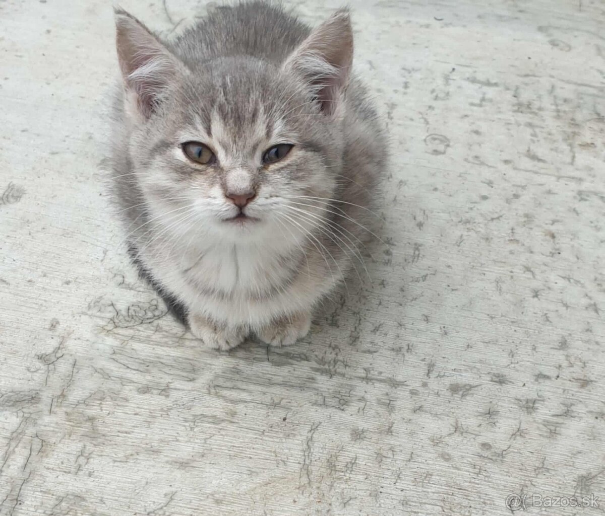 Darujem mačiatka - 2