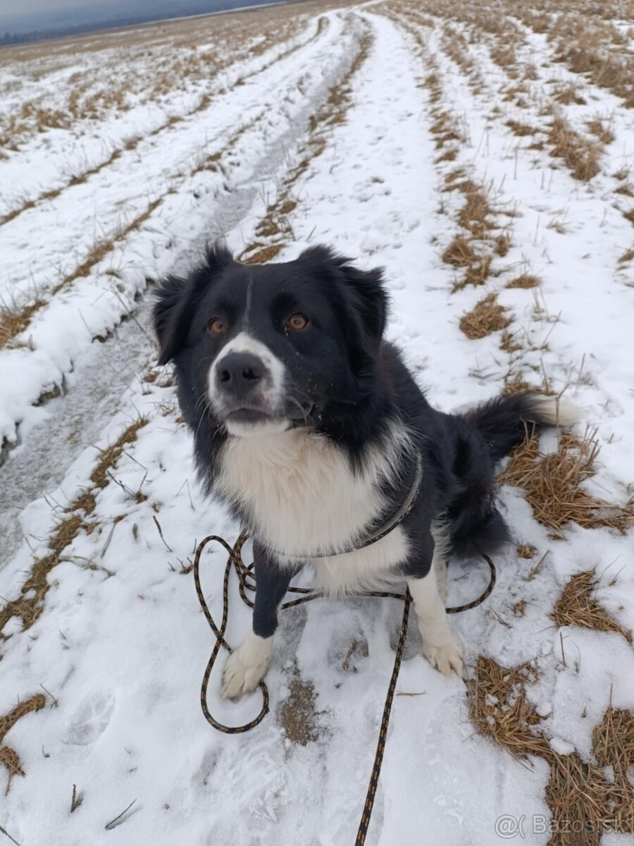 Psík, hľadá domov - 2