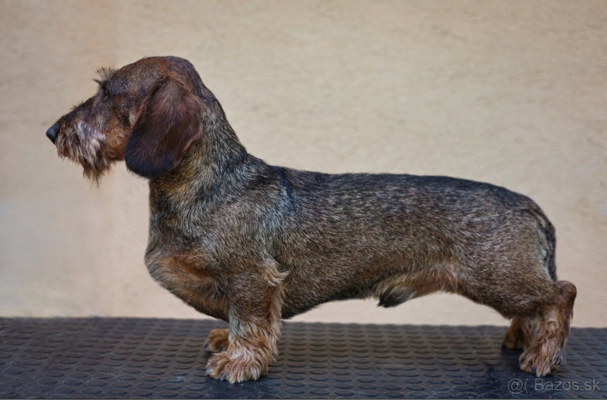 Jazvečík hrubosrstý - 2