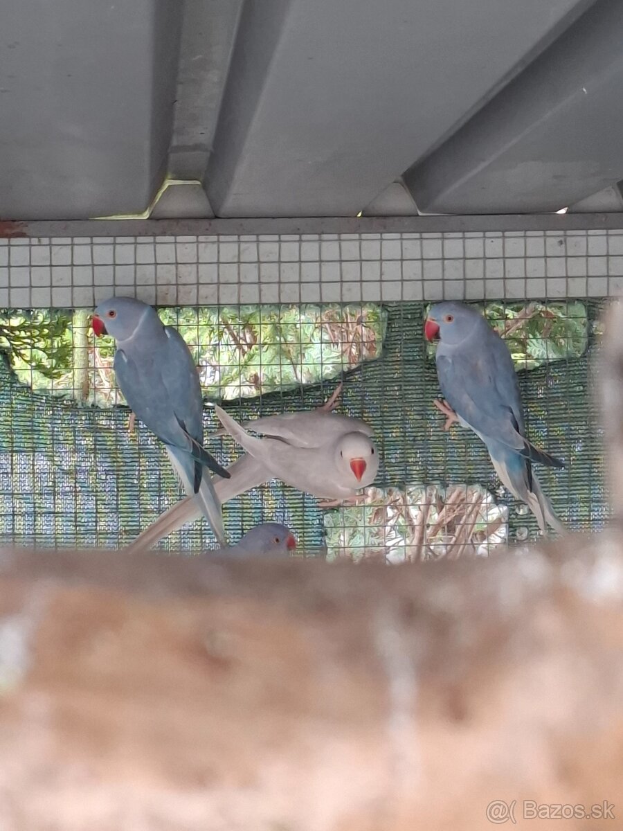 Alexander maly hch - 2