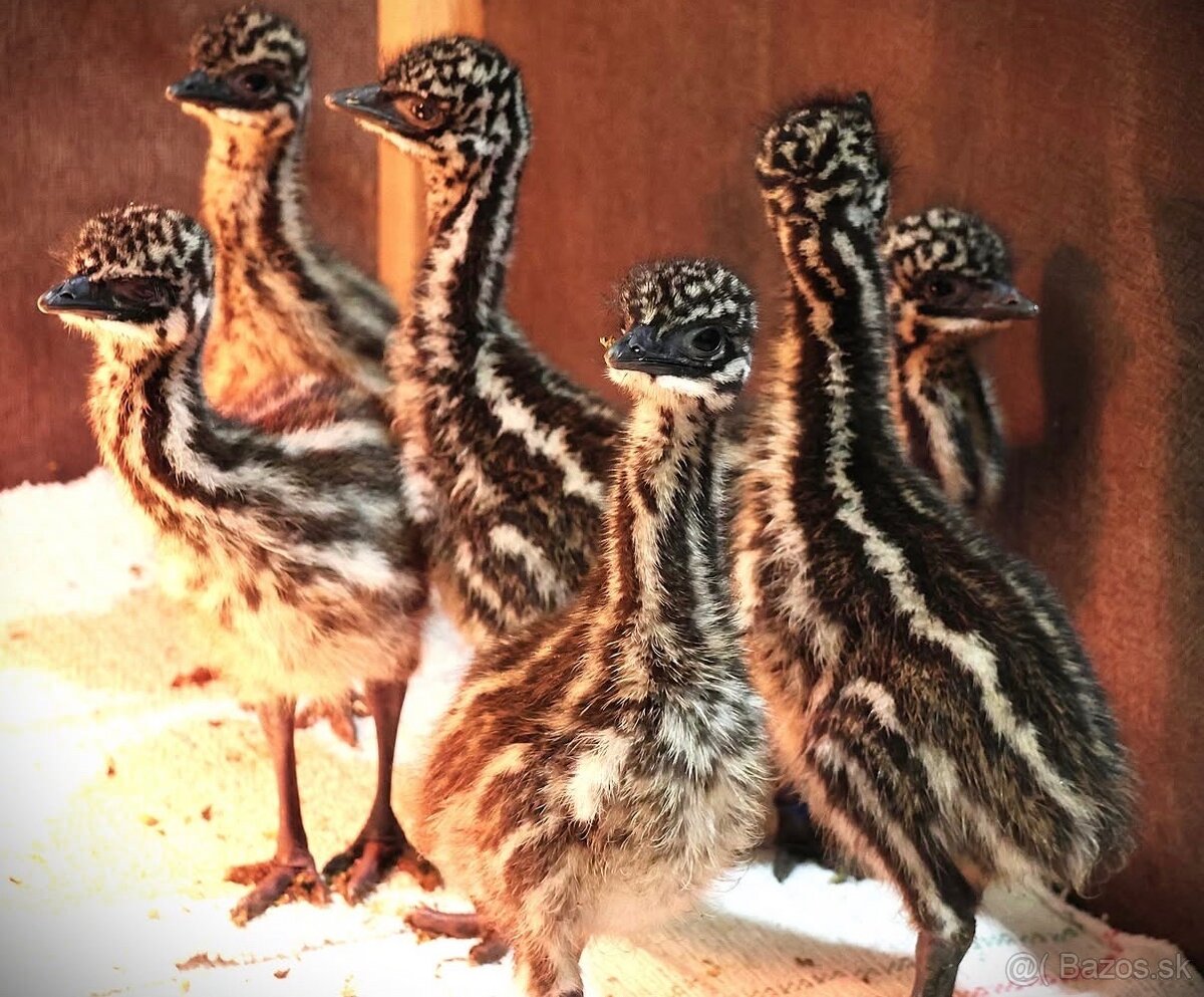 Predám emu hnedého - 2