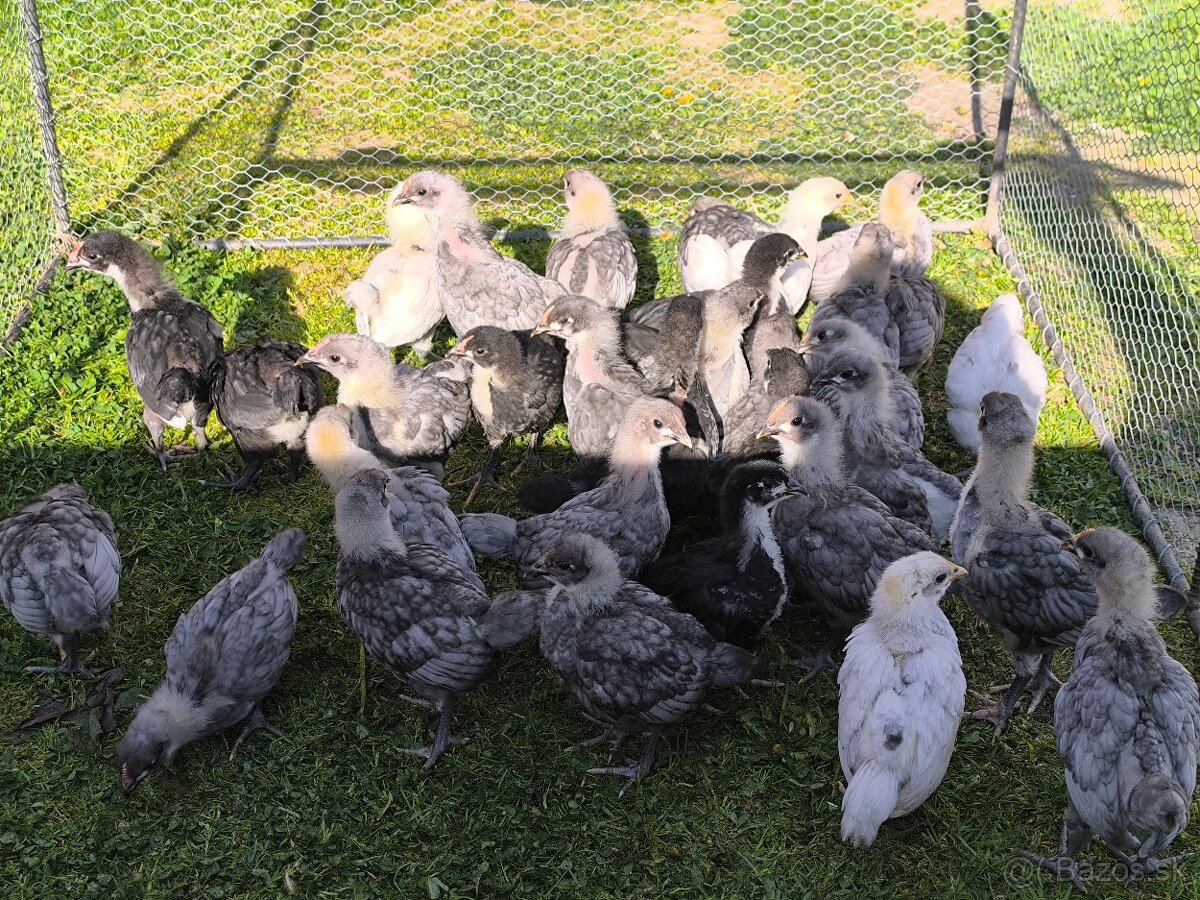 Nasadové vajcia australorp - 2