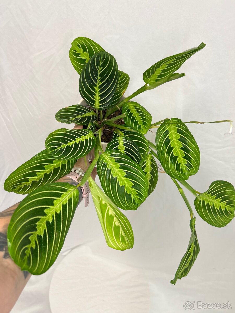 Maranta Lemon Lime - 2
