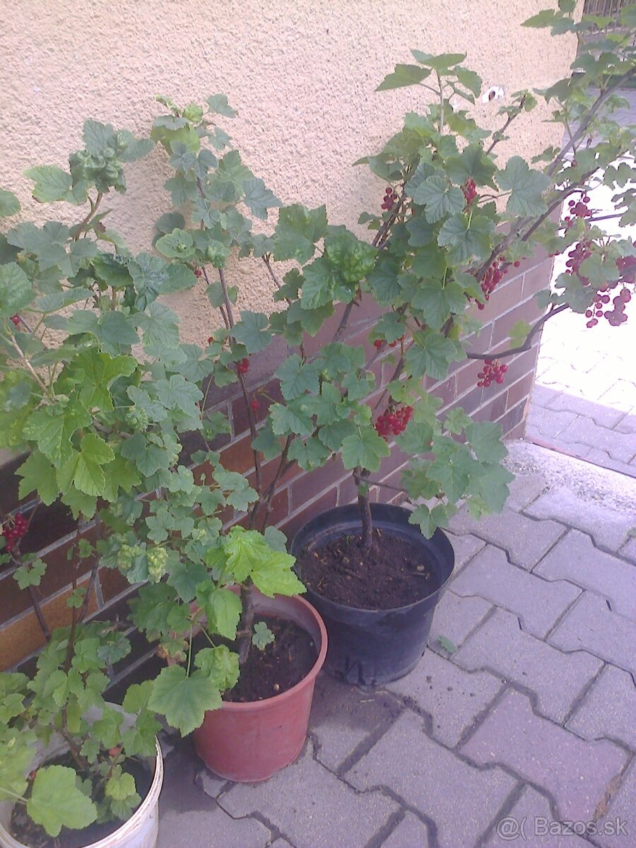Ríbezle ,egreš. - 2