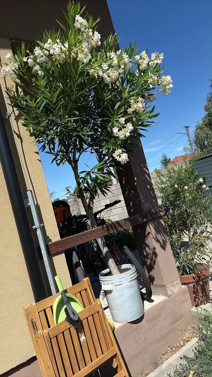 Oleander - 2