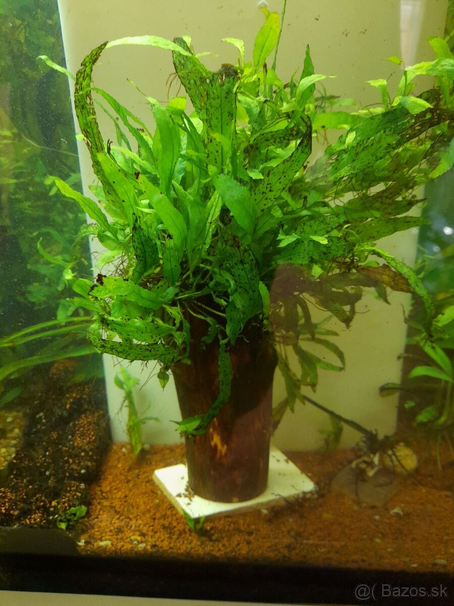 Predám rastliny Microsorium - 2