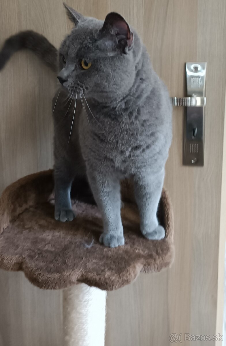 🐱Britské modré mačiatka🐱 - 2