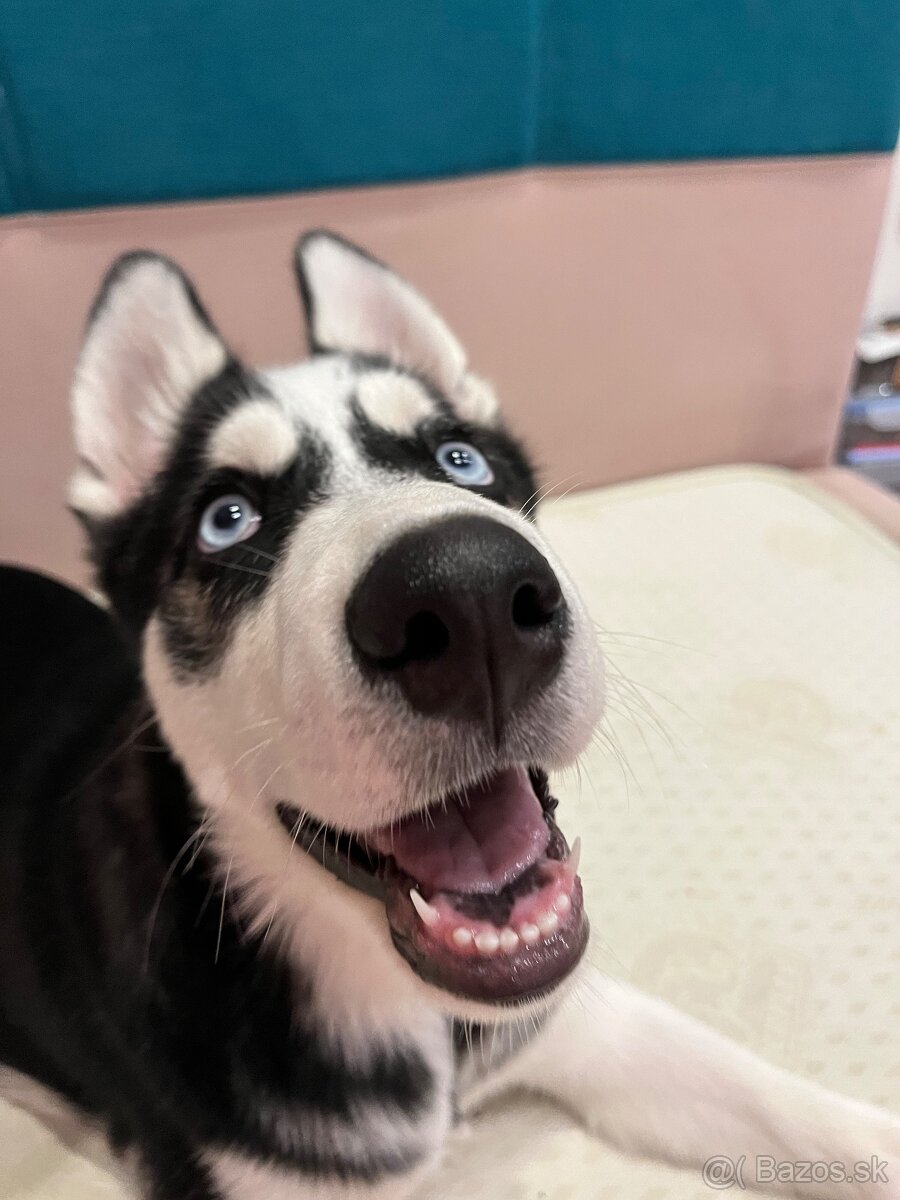 Stráženie psov, iných zvierat - 2