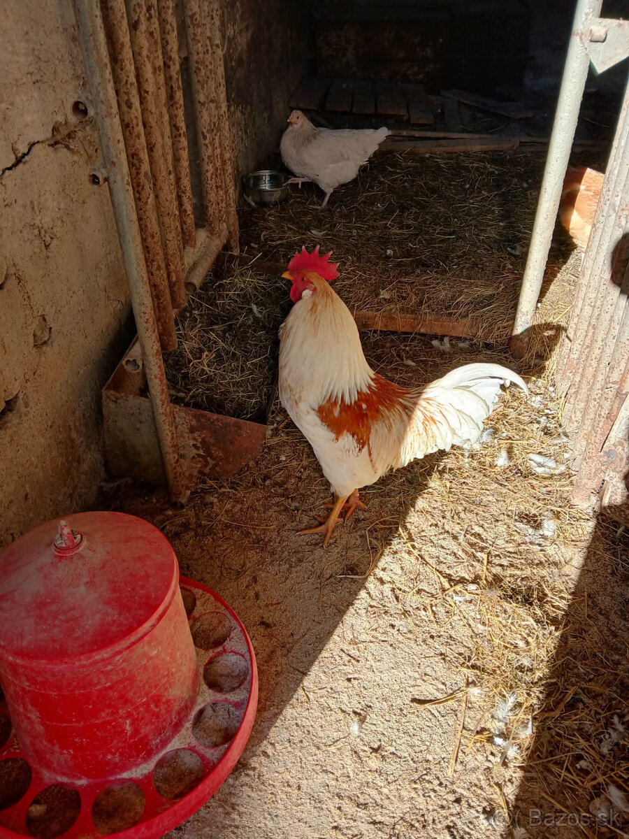 kohúty - 2