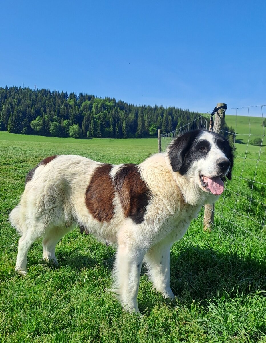 Rumunsky ovciak, Bukovina - 2