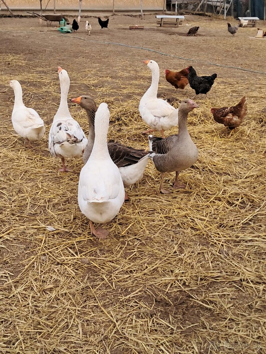 Husacie násadové vajcia - 2