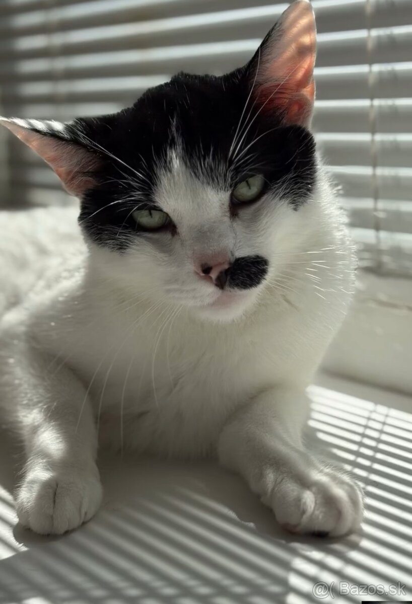 Darujem kocúrov - 2