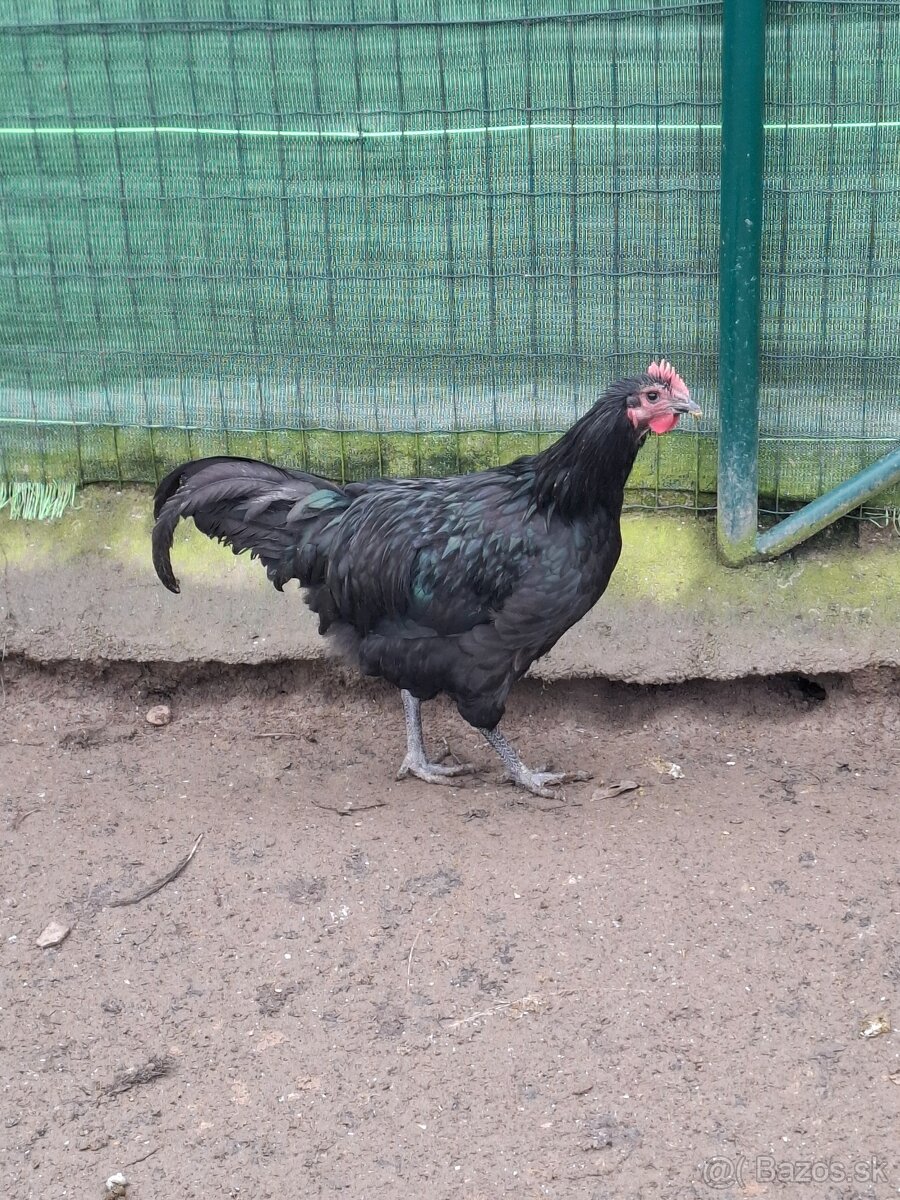 Australorpka cierna - 2