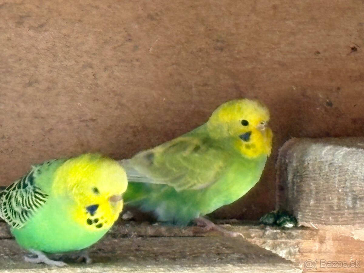 Andulky a korely predaj - 2