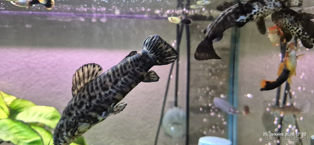 Panciernik trinidadsky vymením - 2