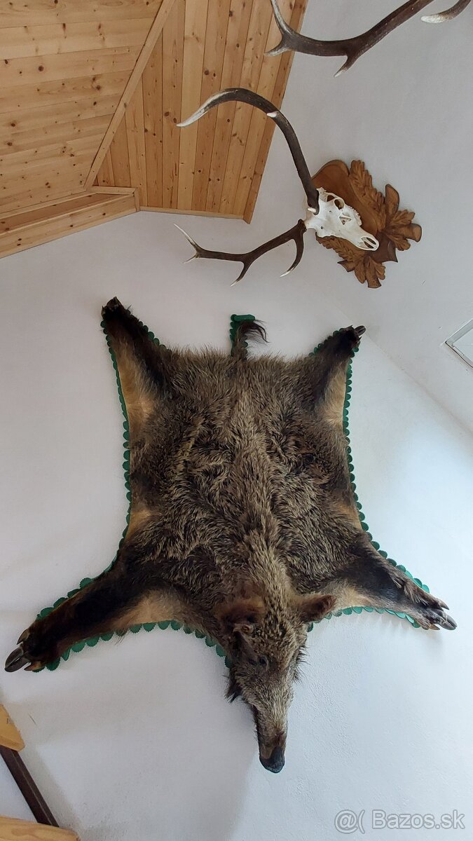 koža z diviaka - 2
