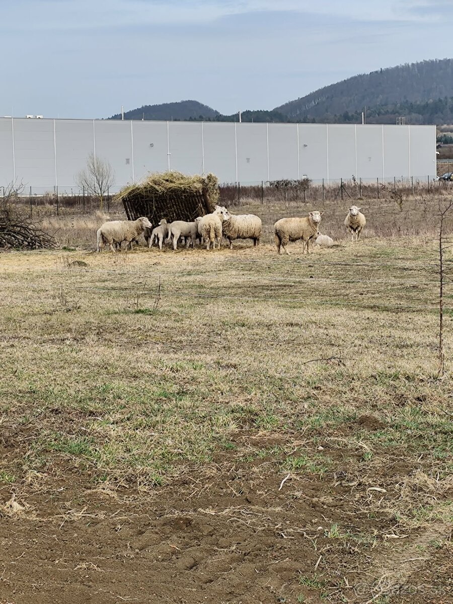 Ovce ile de France - 2