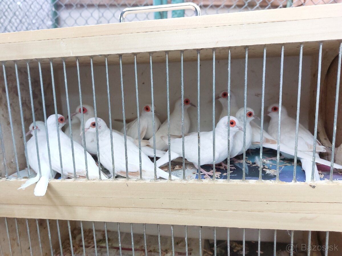 Holúbky diamantové - 2