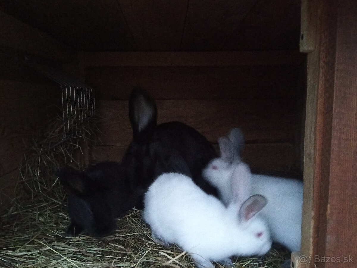 Králiky - 2