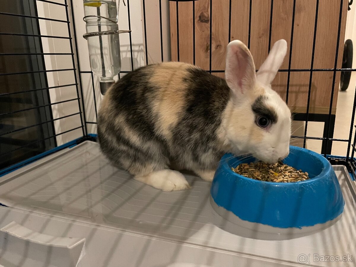 Predám zajka s klietkou - 2