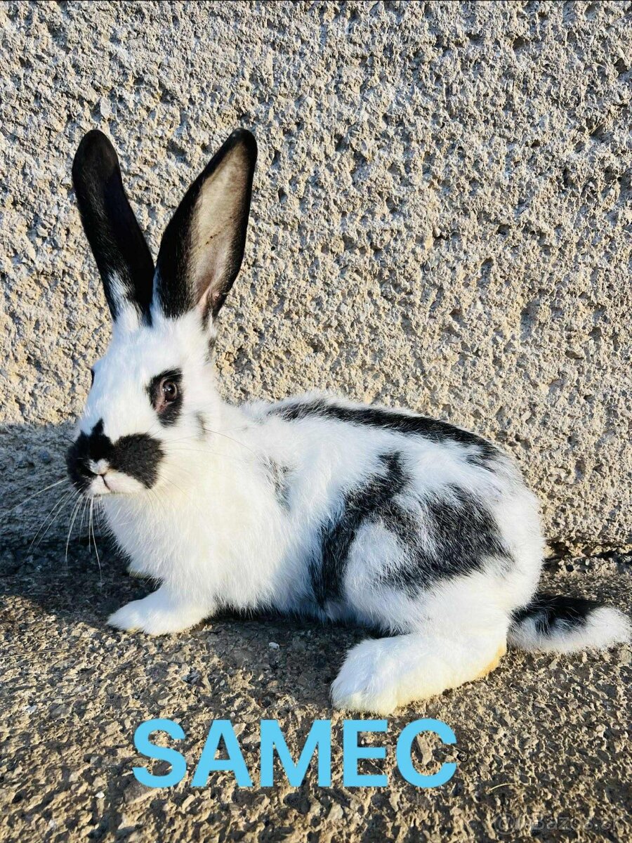 PREDÁM 3,5 mesačne kraliky - 2