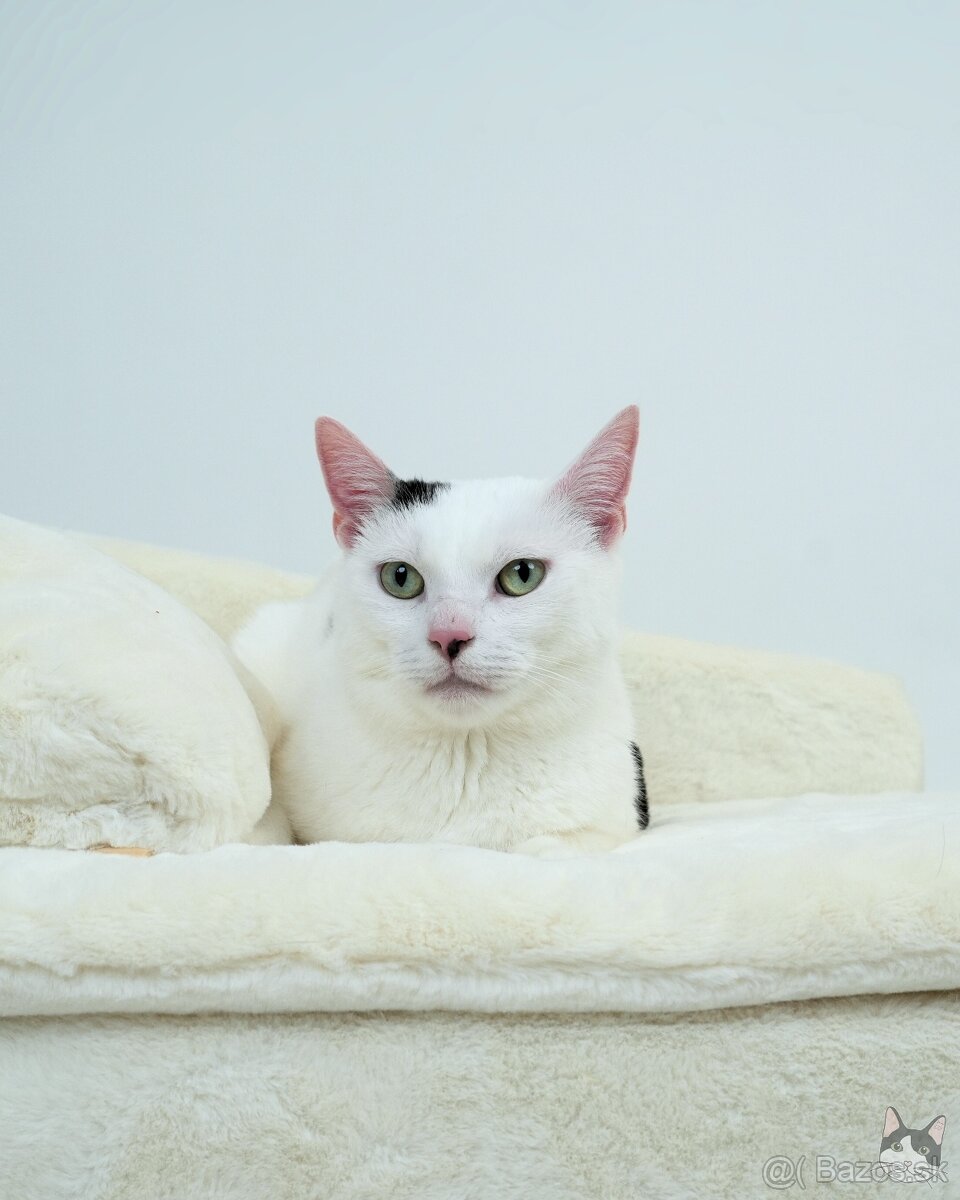 Kocúrik NEMO hľadá domov - 2