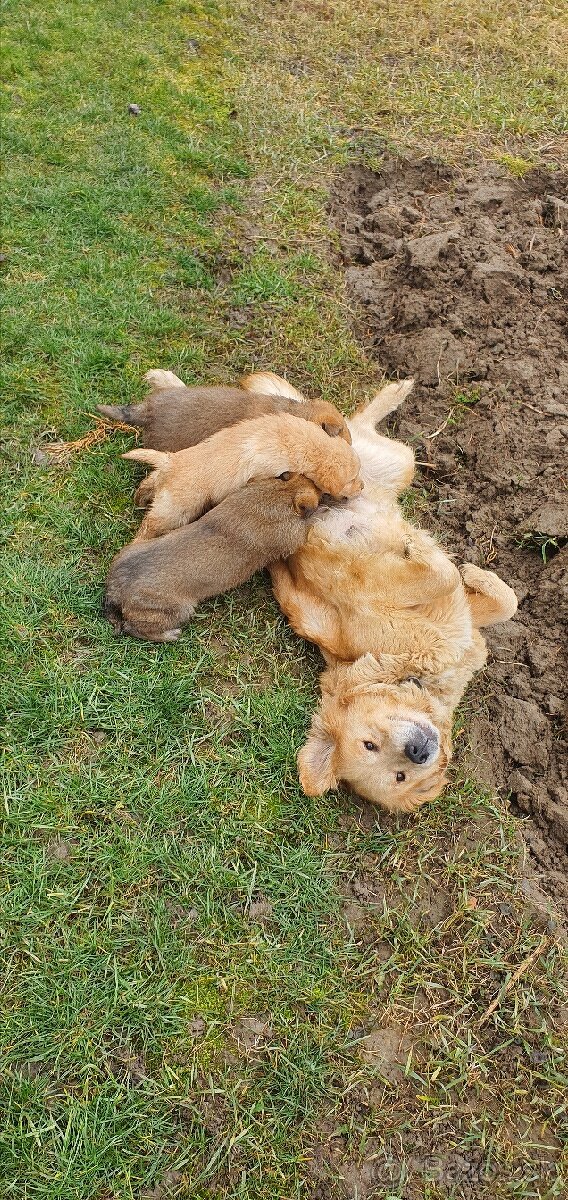 Krížene šteniatka zlaty retriever - 2