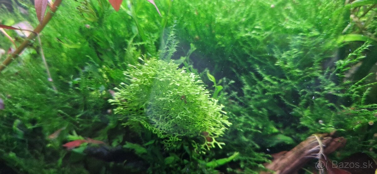 Riccia fluitans - 2